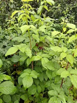 Участок в Самарская область, Красноярский район, Светлое Поле с/пос, ...