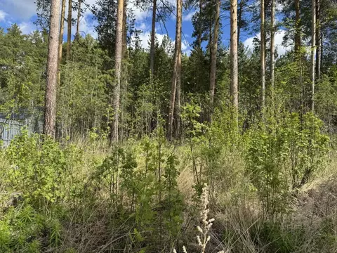 Участок в Свердловская область, Сысерть Сосновый Бор мкр, ул. ...