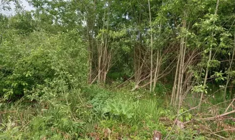 Участок в Московская область, Дмитровский муниципальный округ, пос. ...