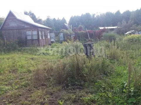 Участок в Новосибирская область, Мошковский район, Яблонька-1 СНТ  ...