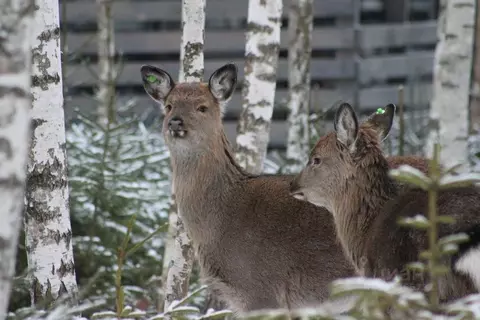 Дом в Московская область, Ступино городской округ, Шелково Форест кп  ...