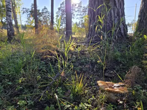 Участок в Свердловская область, Екатеринбург муниципальное ...