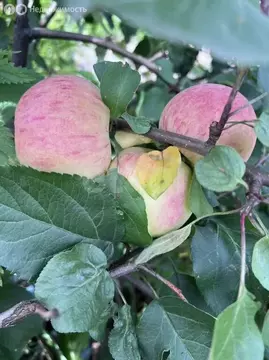 Участок в Томск, садовое товарищество Мичуринец, 2-я улица (6.22 м)