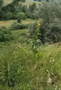 Участок в Алтай, Майминский район, с. Кызыл-Озек  (3735.0 сот.)