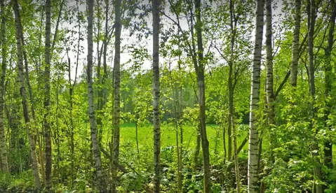 Участок в Ленинградская область, Выборгский район, Приморское ...