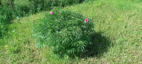 Участок в Кемеровская область, Крапивинский пгт ул. Провинциальная ...