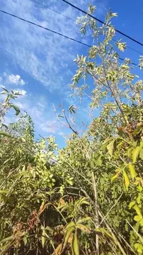 Участок в Ростовская область, Новочеркасск ул. Бирюзовая, 2 (6.0 сот.)