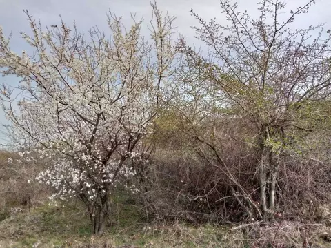 Участок в Краснодарский край, Анапа муниципальный округ, с. Супсех ул. ...