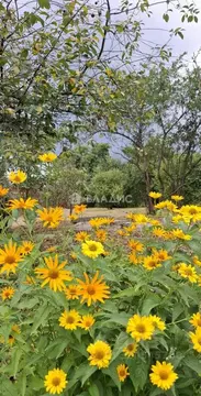 Участок в Калининградская область, Светловский городской округ, пос. ...