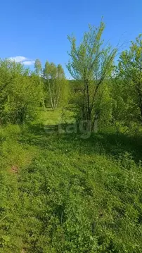 Участок в Алтай, Майминский район, Березка садоводческое товарищество ...
