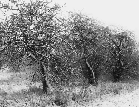 Дом в Брянск, садоводческое объединение Родина (10 м)