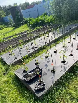 Участок в Омская область, Омск СНТ Любитель-3 ТСН,  (5.8 сот.)