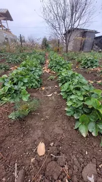 Участок в Волгоградская область, Волжский Садовод-1 СНТ, ул. ...