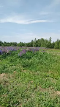Участок в Московская область, Егорьевск муниципальный округ, д. ...