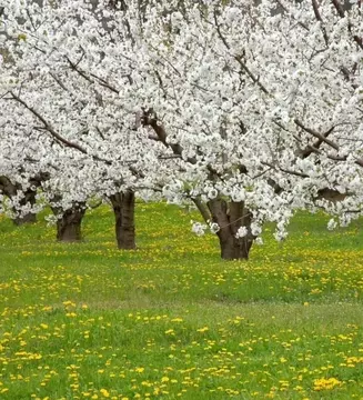 Участок в Московская область, Дмитровский муниципальный округ, д. ...