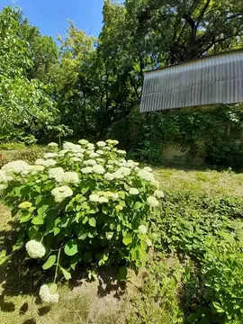 Дом в Саратовская область, пос. Беленький  (60 м)