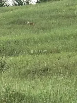 Участок в Воронежская область, с. Новая Усмань, Отрада СНТ ул. Речная, ...