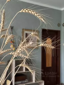 4-к кв. Санкт-Петербург, Санкт-Петербург, Пушкин Павловское ш., 39 ...