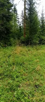 Участок в Алтай, Турочакский район, с. Артыбаш ул. Березовая (23.53 ...