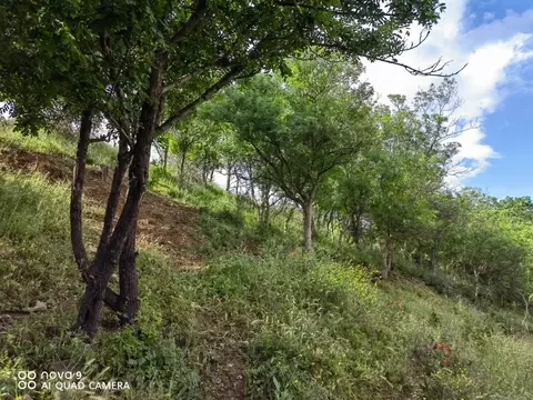 Участок в Крым, Ялта городской округ, Никита пгт  (7.0 сот.)