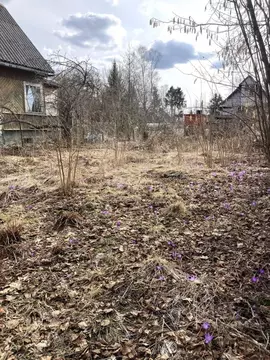 Участок в Ленинградская область, Ломоносовский район, Пениковское ...