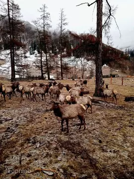 Производственное помещение в Алтай, Усть-Коксинский район, с. ...