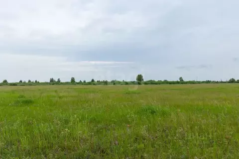 Участок в Тюменская область, Тюмень Ембаевское ТОО,  (81.6 сот.)