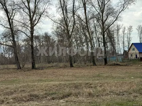 Участок в Новосибирская область, Новосибирский район, с. Боровое ...
