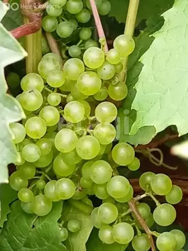 Дом в Омск, территория СОСН Заречное, Степная аллея (53.9 м)