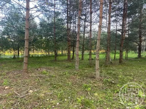 Участок в Ленинградская область, Лужский район, Серебрянское с/пос, д. ...
