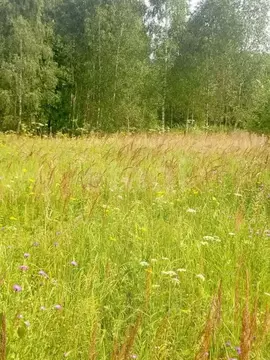 Участок в Калужская область, Калуга городской округ, с. Козлово  (16.5 ...