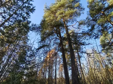Участок в Ленинградская область, Выборгский район, Селезневское с/пос, ...