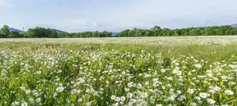Участок в Московская область, Раменский муниципальный округ, с. ...