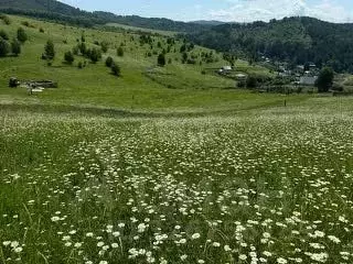 Участок в Алтай, Майминский район, с. Кызыл-Озек ул. Дорожников, 37 ...