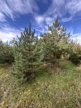 Участок в Ленинградская область, Всеволожский район, Колтушское ...