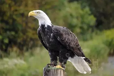 Участок в Башкортостан, Чишминский поссовет, Чишмы рп ул. Пионерская ...