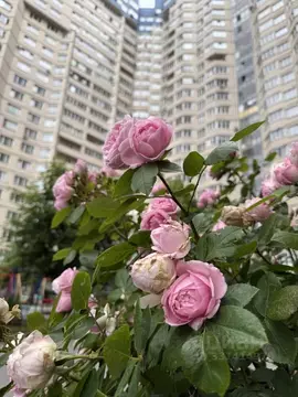 1-к кв. Санкт-Петербург просп. Сизова, 25 (34.9 м)