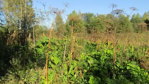Участок в Московская область, Рузский муниципальный округ, д. Верхнее ...