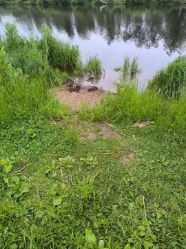 Участок в Ленинградская область, Подпорожский район, Винницкое с/пос, ...