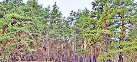 Участок в Белгородская область, Шебекинский городской округ, Маслова ...