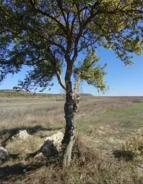 Участок в Крым, Бахчисарайский район, с. Ароматное  (2100.0 сот.)