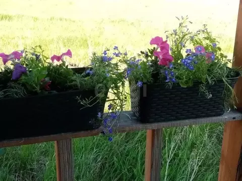 Участок в Новосибирская область, Колыванский район, Сибирская Волость ...