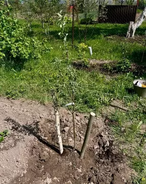 Участок в Тульская область, Киреевский район, Красноярское с/пос, Шат ...