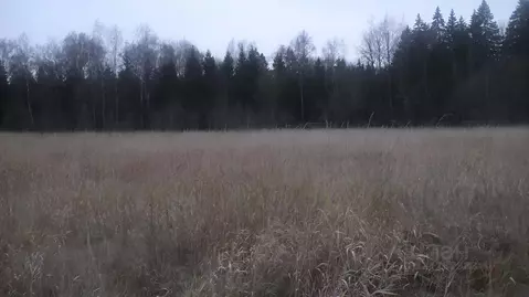 Участок в Московская область, Шаховская муниципальный округ, с. Белая ...