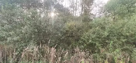 Участок в Московская область, Талдомский городской округ, д. Мякишево  ...