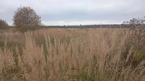 Участок в Московская область, Талдомский городской округ, д. Костино  ...