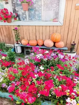 Дом в Забайкальский край, Читинский район, Огонек СНТ ул. Заречная (45 ...