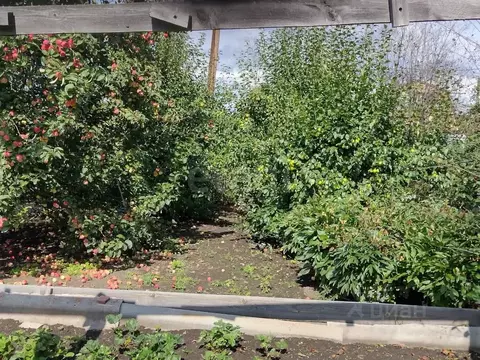 Участок в Челябинская область, Озерск Уралец СНТ,  (619.0 сот.)