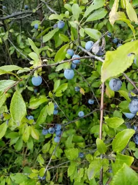 Дом в Пензенская область, Пензенский район, Богословский сельсовет, ...