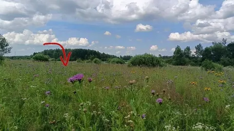 Участок в Московская область, Можайский муниципальный округ, д. ...